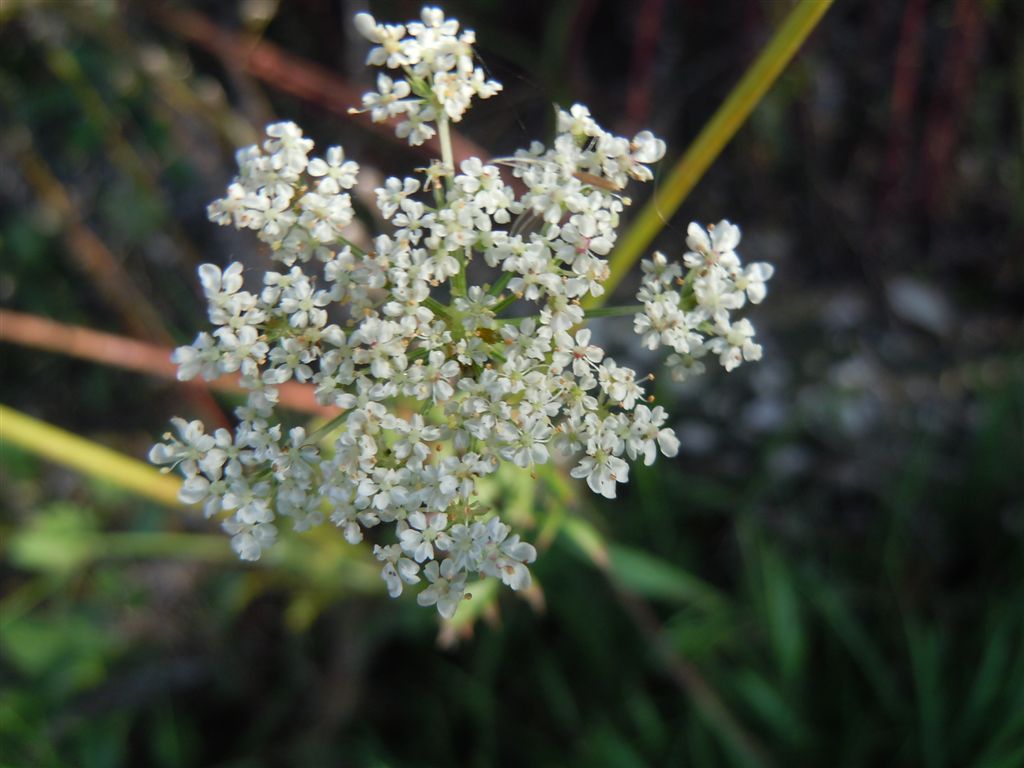 Piccola Apiacea - Daucus carota